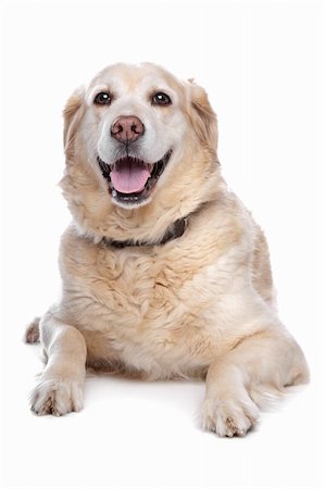 simsearch:400-08314976,k - Labrador retriever in front of a white background Stock Photo - Budget Royalty-Free & Subscription, Code: 400-04371607