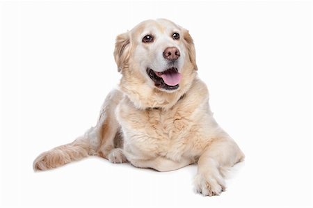 simsearch:400-08314976,k - Labrador retriever in front of a white background Stock Photo - Budget Royalty-Free & Subscription, Code: 400-04371608