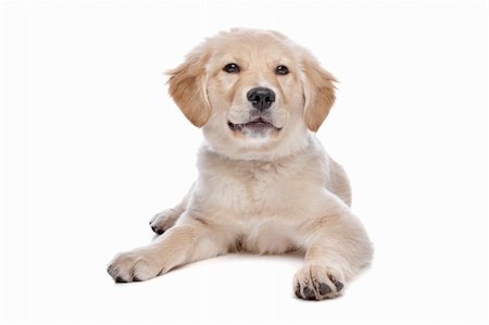 simsearch:400-08314976,k - Labrador retriever in front of a white background Stockbilder - Microstock & Abonnement, Bildnummer: 400-04371625