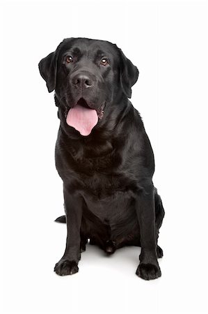 simsearch:400-08314976,k - Labrador retriever in front of a white background Stock Photo - Budget Royalty-Free & Subscription, Code: 400-04371629