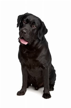 simsearch:400-08314976,k - Labrador retriever in front of a white background Stock Photo - Budget Royalty-Free & Subscription, Code: 400-04371630