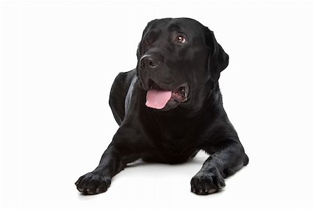 simsearch:400-08314976,k - Labrador retriever in front of a white background Stock Photo - Budget Royalty-Free & Subscription, Code: 400-04371631