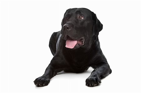 simsearch:400-08314966,k - Labrador retriever in front of a white background Fotografie stock - Microstock e Abbonamento, Codice: 400-04371631