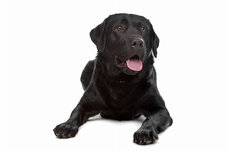 simsearch:400-08314976,k - Labrador retriever in front of a white background Stockbilder - Microstock & Abonnement, Bildnummer: 400-04371632