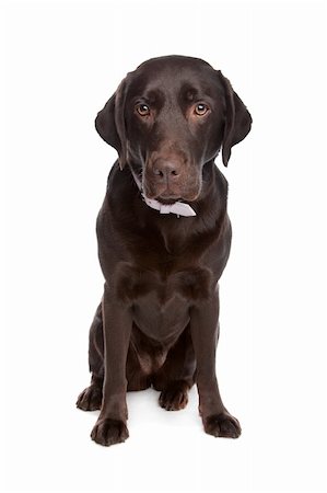 simsearch:400-08314976,k - Labrador retriever in front of a white background Stock Photo - Budget Royalty-Free & Subscription, Code: 400-04371644