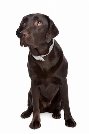 simsearch:400-08314976,k - Labrador retriever in front of a white background Stockbilder - Microstock & Abonnement, Bildnummer: 400-04371645