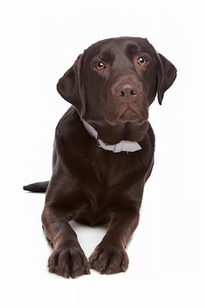 simsearch:400-08314976,k - Labrador retriever in front of a white background Stock Photo - Budget Royalty-Free & Subscription, Code: 400-04371646