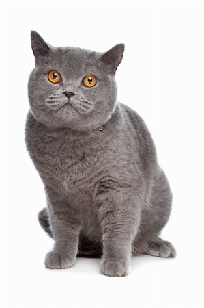 blue British Shorthair cat in front of a white background Fotografie stock - Microstock e Abbonamento, Codice: 400-04371648