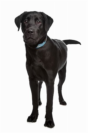 simsearch:400-08314976,k - Labrador retriever in front of a white background Stock Photo - Budget Royalty-Free & Subscription, Code: 400-04371654