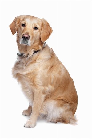 simsearch:400-08314976,k - Labrador retriever in front of a white background Stock Photo - Budget Royalty-Free & Subscription, Code: 400-04371655