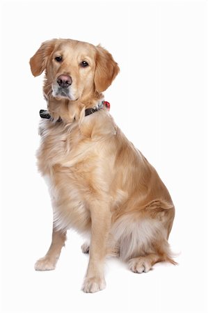 simsearch:400-08314976,k - Labrador retriever in front of a white background Stockbilder - Microstock & Abonnement, Bildnummer: 400-04371656