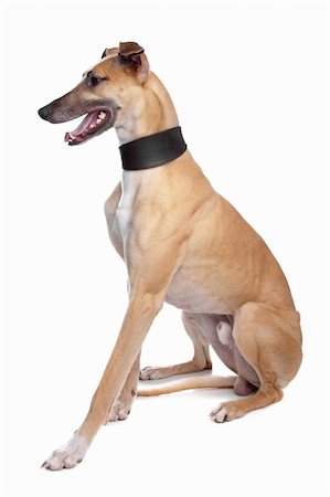 Greyhound, Whippet, Galgo dog in front of a white background Foto de stock - Super Valor sin royalties y Suscripción, Código: 400-04371657