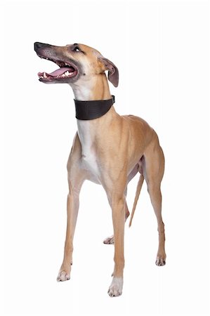 Greyhound, Whippet, Galgo dog in front of a white background Stock Photo - Budget Royalty-Free & Subscription, Code: 400-04371658