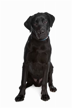 simsearch:400-08314976,k - Labrador retriever in front of a white background Stock Photo - Budget Royalty-Free & Subscription, Code: 400-04371651