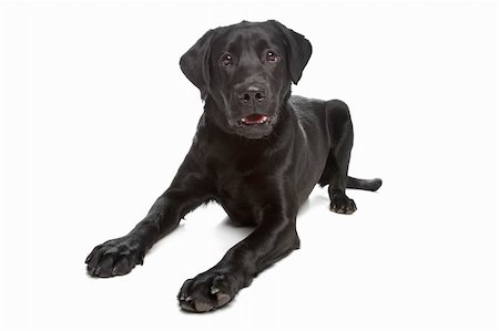 simsearch:400-08314976,k - Labrador retriever in front of a white background Stock Photo - Budget Royalty-Free & Subscription, Code: 400-04371652