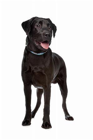 simsearch:400-08314976,k - Labrador retriever in front of a white background Stock Photo - Budget Royalty-Free & Subscription, Code: 400-04371653