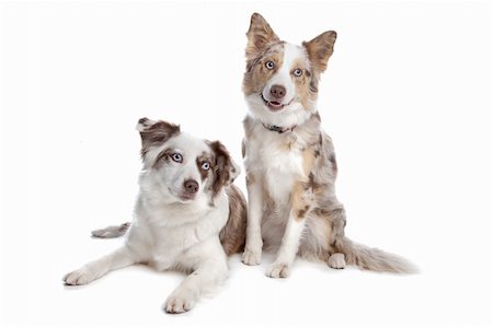 simsearch:400-04371584,k - two border collie shepherd dogs in front of a white background Foto de stock - Super Valor sin royalties y Suscripción, Código: 400-04371663