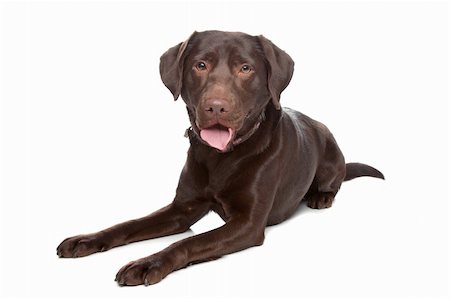 simsearch:400-08314976,k - Labrador retriever in front of a white background Stock Photo - Budget Royalty-Free & Subscription, Code: 400-04371675