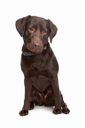 simsearch:400-08314976,k - Labrador retriever in front of a white background Stock Photo - Budget Royalty-Free & Subscription, Code: 400-04371676