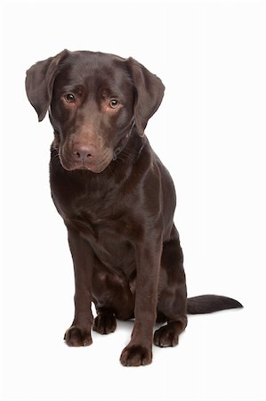 simsearch:400-08314976,k - Labrador retriever in front of a white background Stock Photo - Budget Royalty-Free & Subscription, Code: 400-04371677