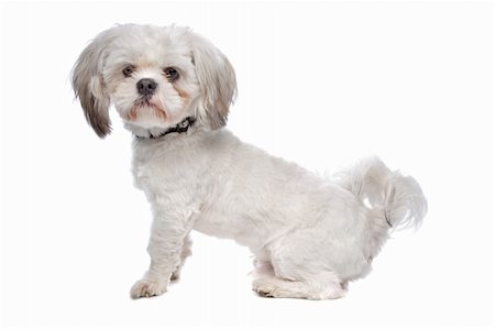 shiatsu - Shih Tzu in front of a white background Stockbilder - Microstock & Abonnement, Bildnummer: 400-04371684