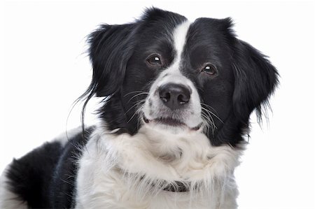 simsearch:400-04371584,k - Border Collie sheepdog in front of a white background Foto de stock - Super Valor sin royalties y Suscripción, Código: 400-04371694