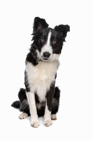 simsearch:400-04371584,k - Border Collie sheepdog in front of a white background Foto de stock - Super Valor sin royalties y Suscripción, Código: 400-04371695