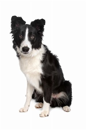 simsearch:400-04371584,k - Border Collie sheepdog in front of a white background Foto de stock - Super Valor sin royalties y Suscripción, Código: 400-04371696