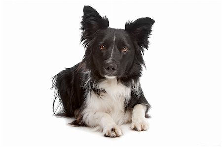 simsearch:400-04371584,k - Border Collie sheepdog in front of a white background Foto de stock - Super Valor sin royalties y Suscripción, Código: 400-04371697