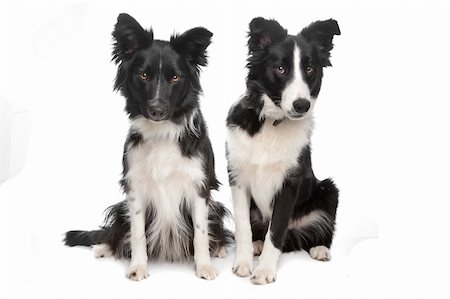 simsearch:400-04371584,k - Border Collie sheepdog in front of a white background Foto de stock - Super Valor sin royalties y Suscripción, Código: 400-04371698