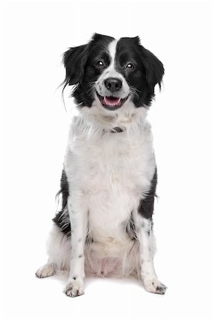 simsearch:400-04371584,k - Border Collie sheepdog in front of a white background Foto de stock - Super Valor sin royalties y Suscripción, Código: 400-04371692