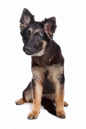 simsearch:400-06127601,k - German Shepherd puppy in front of a white background Photographie de stock - Aubaine LD & Abonnement, Code: 400-04371709