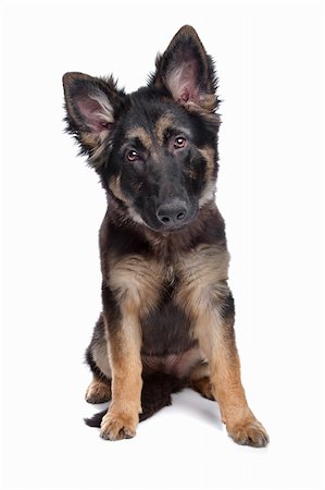 simsearch:400-06127601,k - German Shepherd puppy in front of a white background Photographie de stock - Aubaine LD & Abonnement, Code: 400-04371710