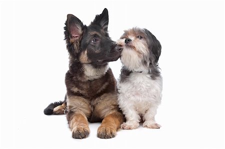 simsearch:400-06127601,k - German Shepherd puppy and a boomer mixed breed dog in front of a white background Photographie de stock - Aubaine LD & Abonnement, Code: 400-04371711