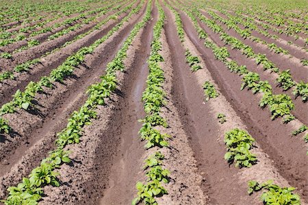 potato land - Agricultural field with rows of potatoes Stock Photo - Budget Royalty-Free & Subscription, Code: 400-04372043