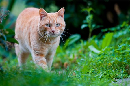 red cat on grass green Stock Photo - Budget Royalty-Free & Subscription, Code: 400-04372247
