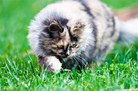 simsearch:400-05344203,k - persian cat on green grass Foto de stock - Super Valor sin royalties y Suscripción, Código: 400-04372249