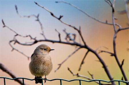 simsearch:400-04730667,k - little bird on the fence Fotografie stock - Microstock e Abbonamento, Codice: 400-04372257