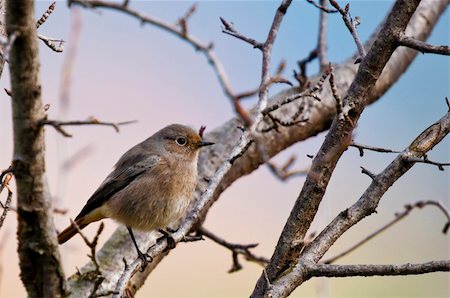 simsearch:400-04730667,k - little bird on the tree Fotografie stock - Microstock e Abbonamento, Codice: 400-04372259