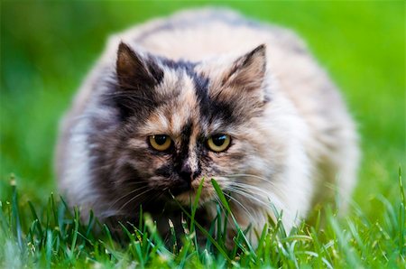 persian cat on green grass, while looking toward the lens Stock Photo - Budget Royalty-Free & Subscription, Code: 400-04372253