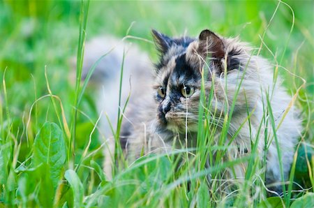 persian cat hidden in the tall grass Stock Photo - Budget Royalty-Free & Subscription, Code: 400-04372262