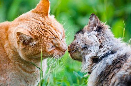 adorable scene of cat kiss Stock Photo - Budget Royalty-Free & Subscription, Code: 400-04372281