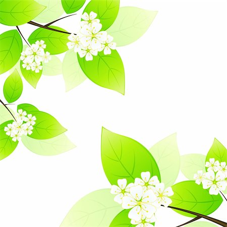 flowers and nobody - Green leaves and flowers isolated on white background Foto de stock - Super Valor sin royalties y Suscripción, Código: 400-04372348