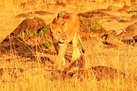 simsearch:841-02719958,k - A lion (Panthera leo) on the Masai Mara National Reserve safari in southwestern Kenya. Stock Photo - Budget Royalty-Free & Subscription, Code: 400-04372448
