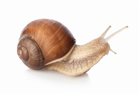 Crawling snail isolated on a white background Fotografie stock - Microstock e Abbonamento, Codice: 400-04373137