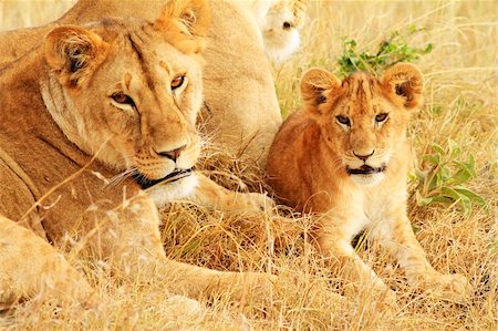 simsearch:841-03506028,k - A lion (Panthera leo) with cub on the Masai Mara National Reserve safari in southwestern Kenya. Stock Photo - Budget Royalty-Free & Subscription, Code: 400-04373130