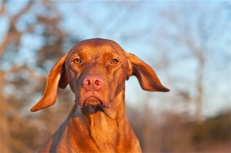 simsearch:400-04746113,k - A close-up shot of a female Vizsla dog in winter. Foto de stock - Royalty-Free Super Valor e Assinatura, Número: 400-04373374