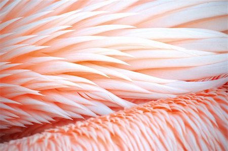 simsearch:400-04776576,k - closeup of pink bird feathers Stock Photo - Budget Royalty-Free & Subscription, Code: 400-04373830