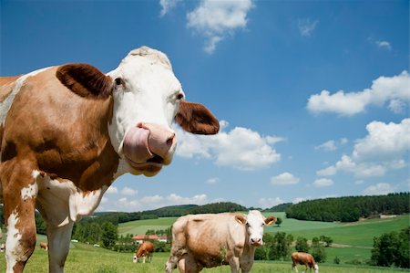 Cow with long tongue in beautiful landscape of upper austria Stockbilder - Microstock & Abonnement, Bildnummer: 400-04384349