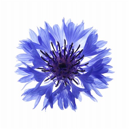 cornflower Foto de stock - Super Valor sin royalties y Suscripción, Código: 400-04384447